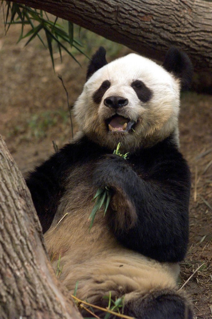 GIANT PANDA AN AN