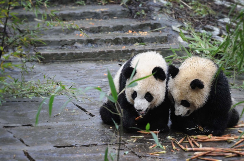 Panda giganti in uno dei parchi cinesi