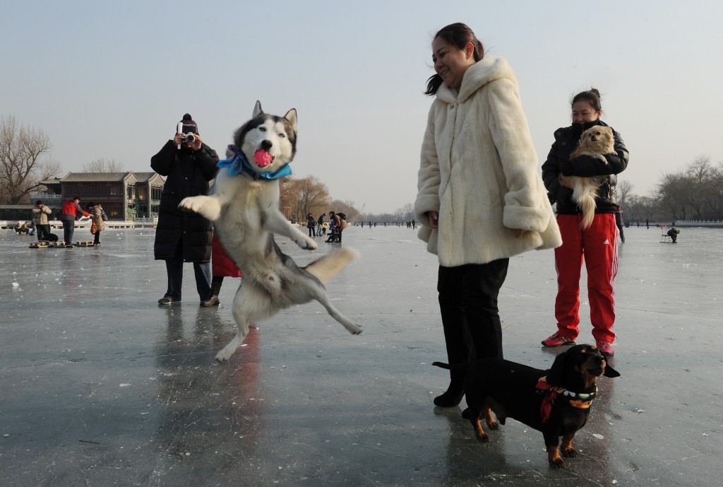 Un cane husky gioca coi propri padroni sul lago Houhai