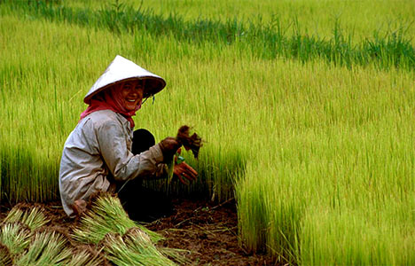 Chinas_farm
