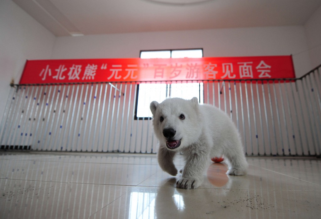 Yuanyuan, l’orsetto polare, nato in cattività, che ha compiuto 100 giorni