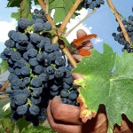 sempre più cinesi tra i produttori di vino di Bordeaux