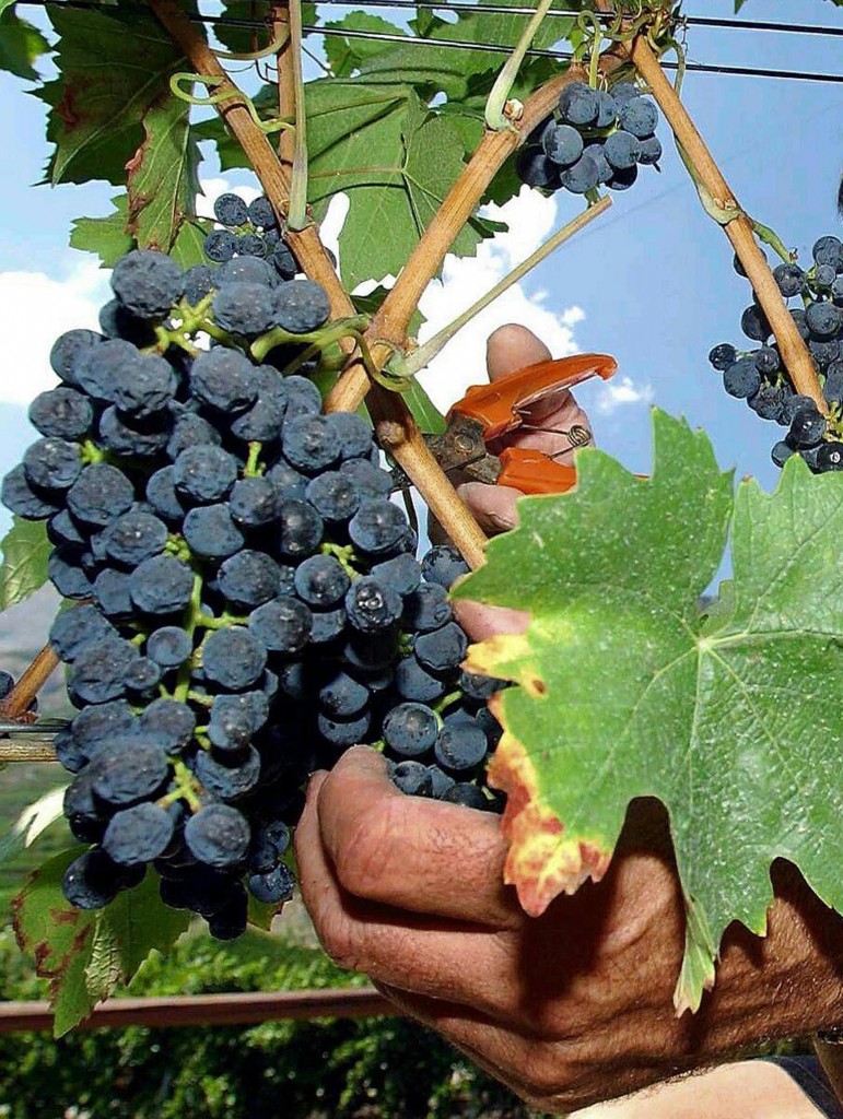 sempre più cinesi tra i produttori di vino di Bordeaux