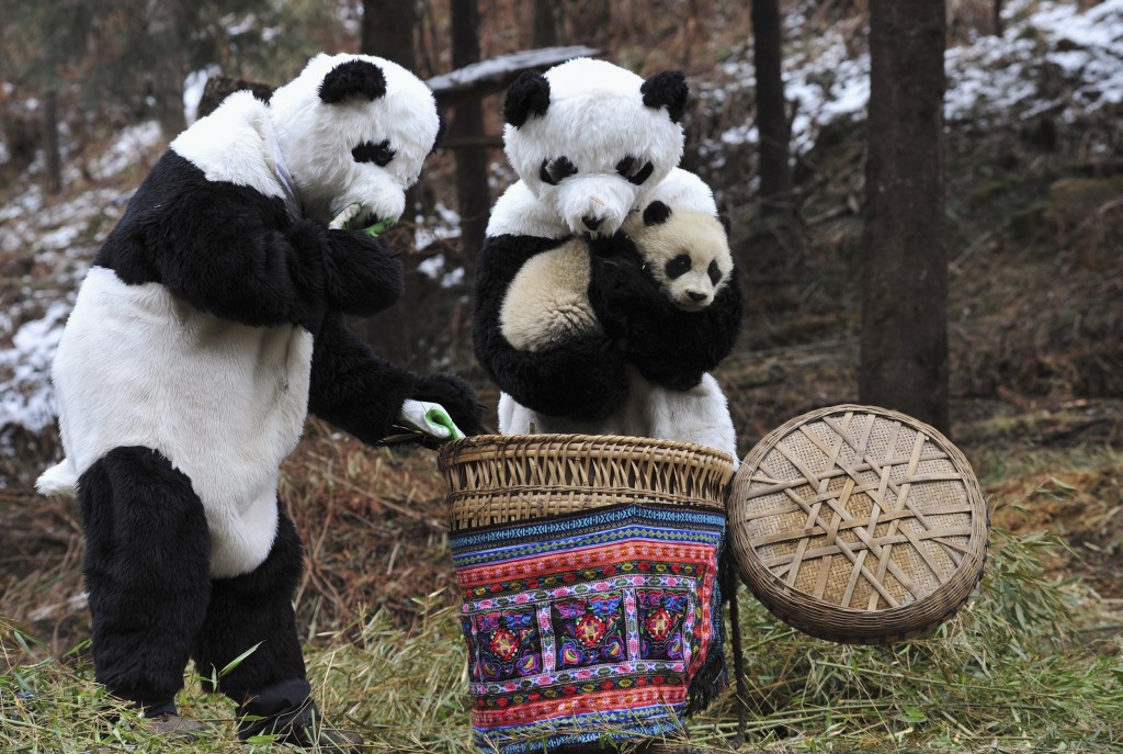 Ricercatori indossano costumi da panda per aiutare il piccolo Tao Tao