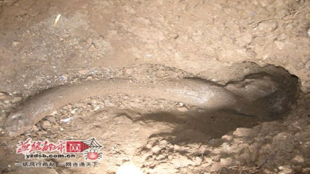 Il fossile di mammut ritrovato nello Hebei