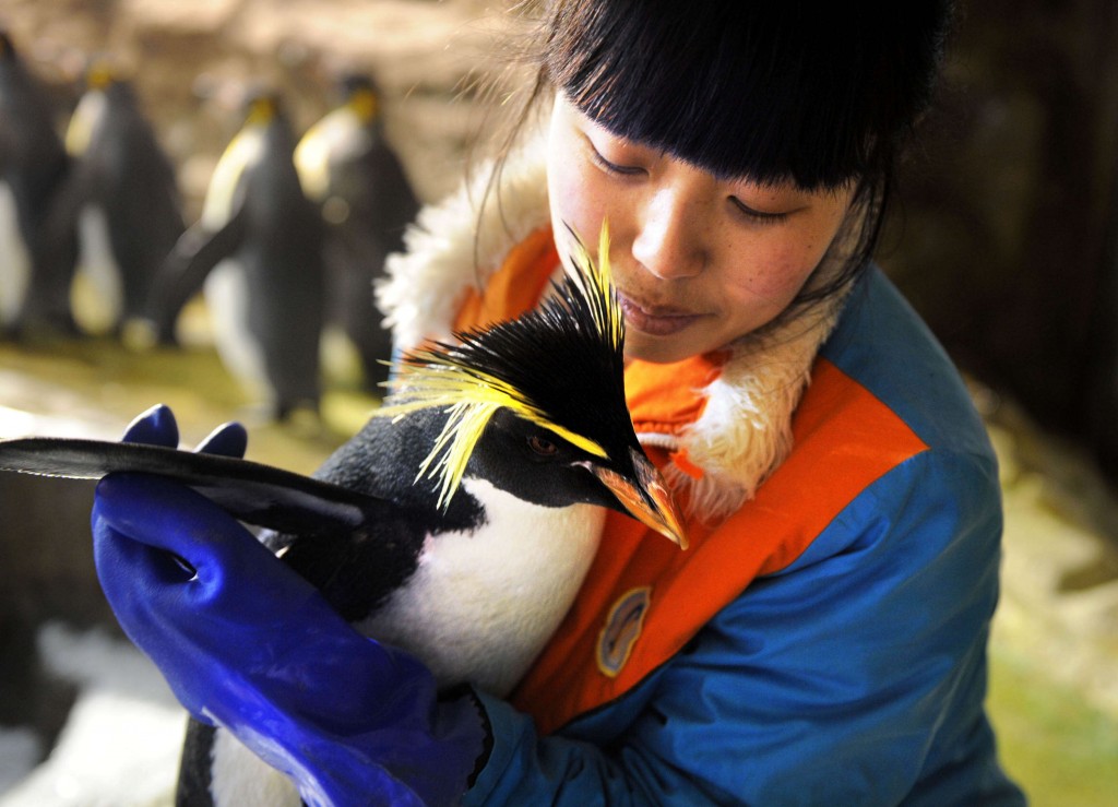 Il pinguino Dandan tra le braccia della biologa Wang Mengmeng