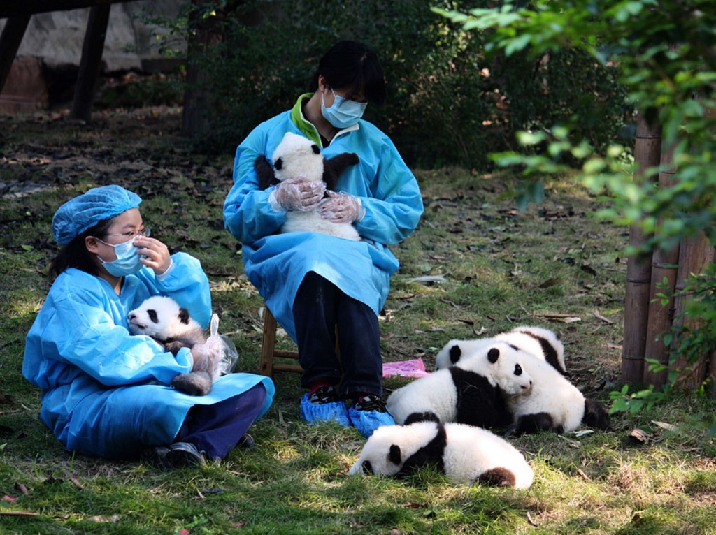 Cuccioli di panda alla Base di ricerca sul panda gigante di Chengdu