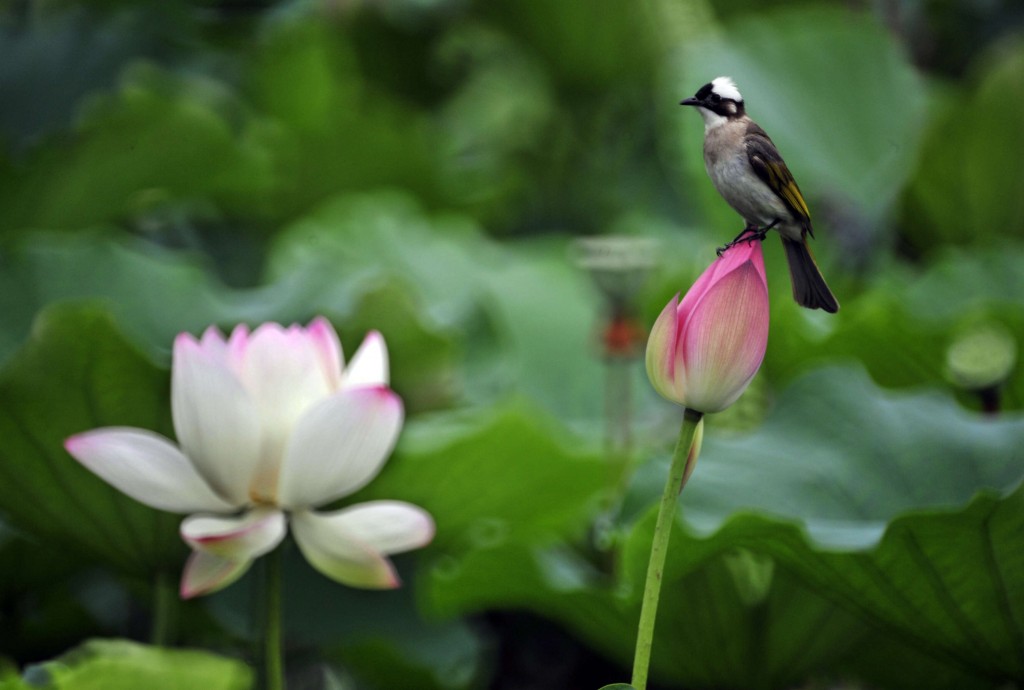 Un passerotto si è posato su un fiore di loto nel parco botanico di Taipei