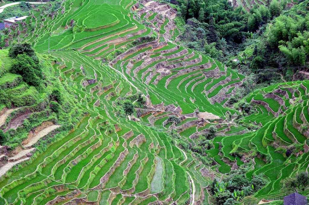 Le risaie a terrazzamenti di Chongyi, nel Jiangxi