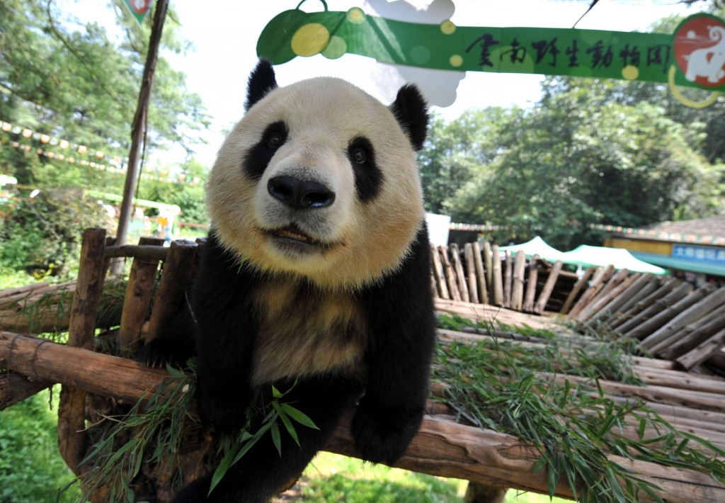 Si Jia, panda gigante nello zoo di Kunming, nello Yunnan