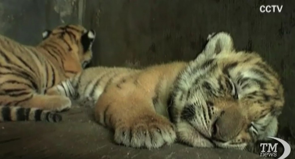 I cuccioli dello zoo di Nanchang