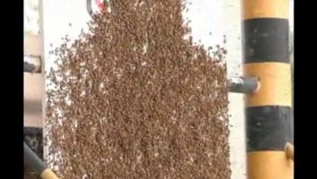 Le api che hanno preso di mira un casello autostradale dell’Anhui
