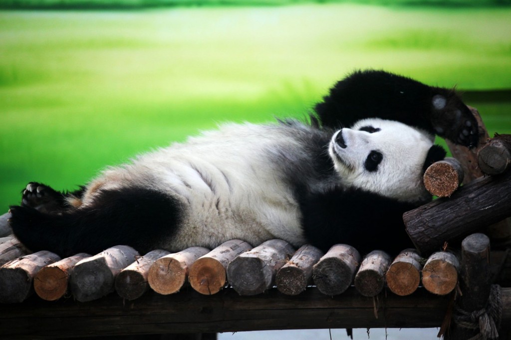 Il panda Xin Yue allo zoo di Suzhou