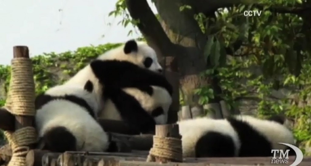 I piccoli panda giganti di Chengdu