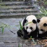 Cuccioli di panda