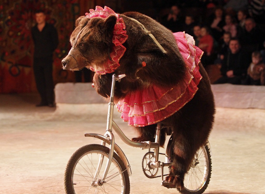 A bear rides a bicycle during a show presenting the new program “From Heart to Heart” at the National circus in the Ukrainian capital Kiev