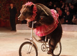 A bear rides a bicycle during a show presenting the new program "From Heart to Heart" at the National circus in the Ukrainian capital Kiev
