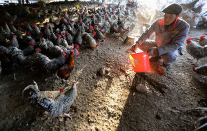 CHINA REPORTS NEW CASES OF H7N9 AVIAN FLU